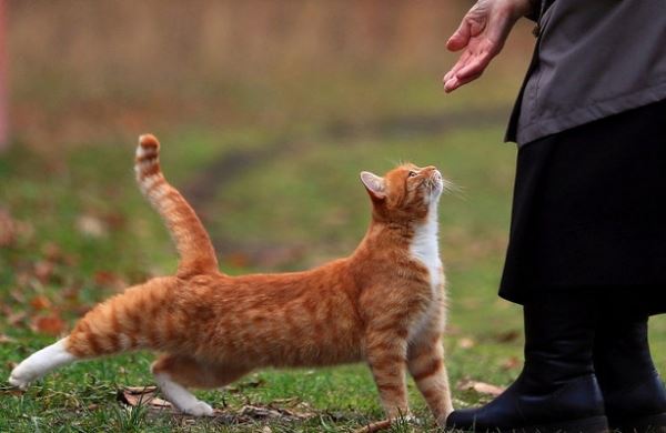 <br />
Нечеловеческая любовь: россияне разоряются ради кошек<br />
